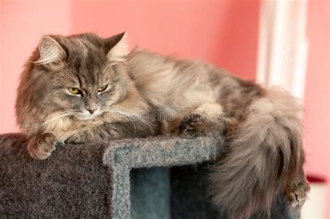 Gray Striped Fluffy Cat Siberian Kitten With Green Eyes Stock Photo