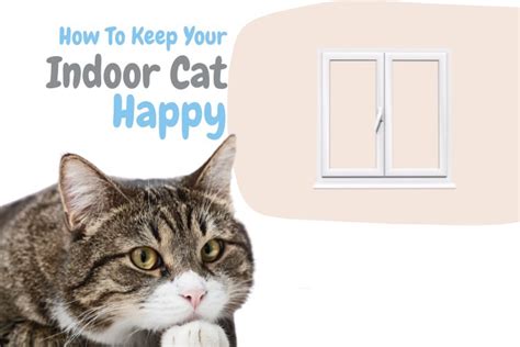 How To Keep An Indoor Cat Happy Lux Cat Living