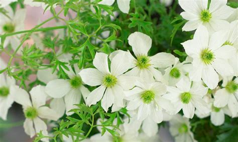 Maybe you would like to learn more about one of these? Buy Three Hardy Evergreen Clematis in Bud for £29.99 With ...