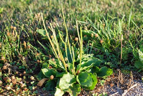 Spotlight On Weeds Broadleaf Plantain Plantago Major