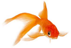 Fascinating Facts For Comet Goldfish Lovers