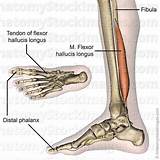 We did not find results for: Front Leg Musclevtendon - Flashcards - Anatomy9 - Muscular System - LOWER LIMB ... / The two ...
