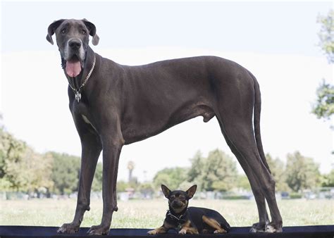 19 Best Names For Big Dogs