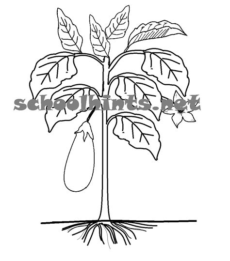Life cycle of plum tree. A plant has parts that help it grow. A plant has roots ...