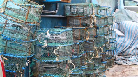 Pesca Illegale Gli Effetti Socio Economici E Ambientali