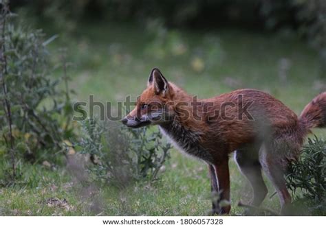 Female Fox Marking Territory Stock Photo 1806057328 Shutterstock