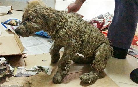 Stray Puppy Is Left For Dead After Children Covered Him In Glue And