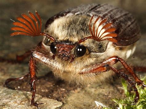 british beetles cockchafer or may bug wildlife insight