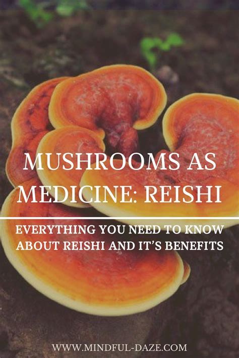 Mushrooms As Medicine Reishi Everything You Need To Know About Reishi And It S Benefits