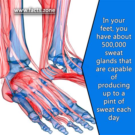 Facts Zone In Your Feet You Have About 500000 Sweat