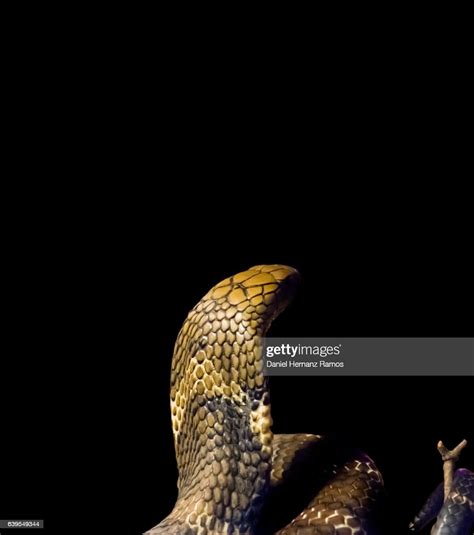 King Cobra Rear View Ophiophagus Hannah With Black Background High Res