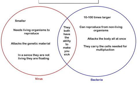 Differentiate animal cell and plant cell using venn diagram. Venn Diagram Comparing Viruses And Cells