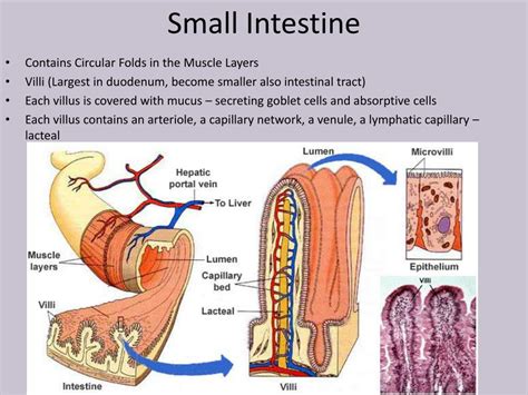 Ppt Micro Anatomy Of Stomach Small Intestine And Large