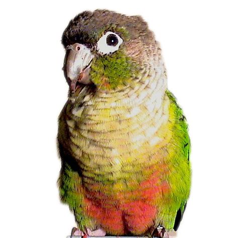 Pineapple green cheek conures are one of the rarer conure color mutations. Pineapple Green Cheek Conure