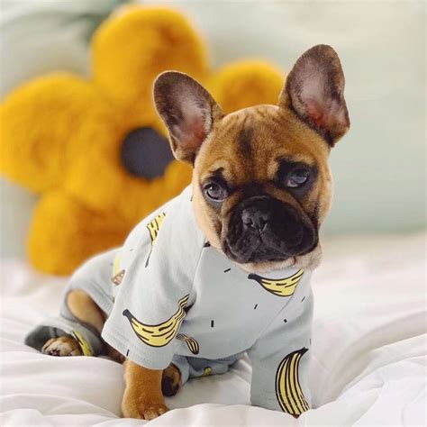 French Bulldog Puppies Onesie Pajamas Dog Clothes Pajamas 30 Off