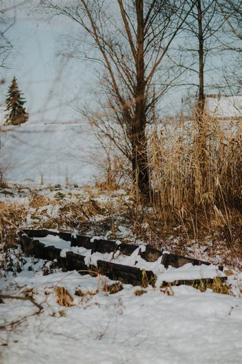フリー写真画像 冬 雪が降る ボート 木製 凍結 葦 葦草 放棄 霜 ツリー