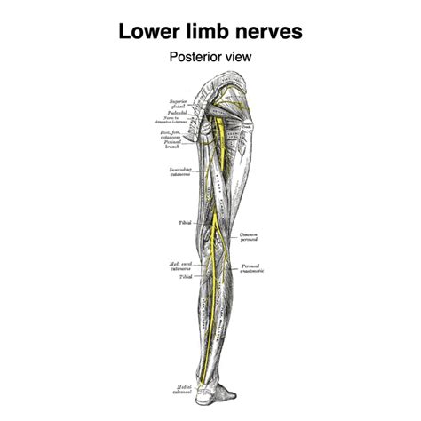 Common Peroneal Nerve Pacs
