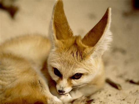 The Cuteness That Is The Fennec Fox Fennec Foxes Photo 19295498