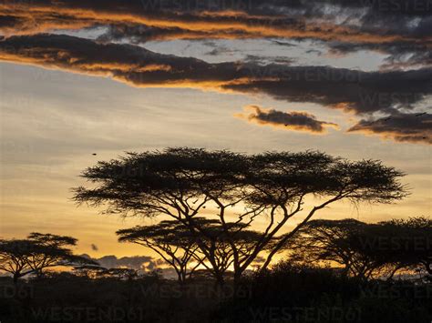 Sunrise Over Acacia Trees In Serengeti National Park Unesco World