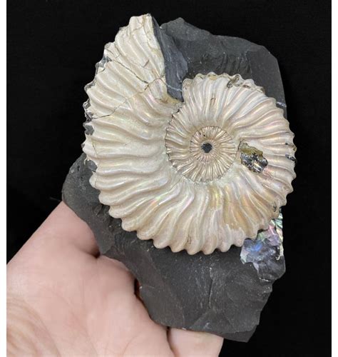 Fossils For Sale Fossils Rare Iridescent Lower Aptian Lower Cretaceous Ammonite