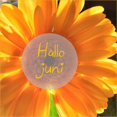 An Orange Flower With The Words Hello June Written On It S Center And Yellow Petals