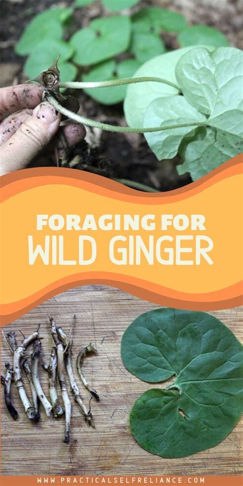 Foraging Wild Ginger Wild Ginger Edible Wild Plants