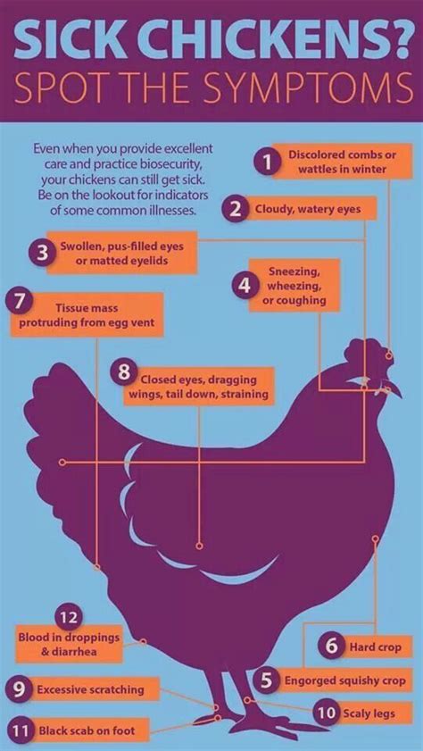 This recipe has worked with great success in my flock over the years. Symptoms of a Sick Chicken | Poultry | Pinterest