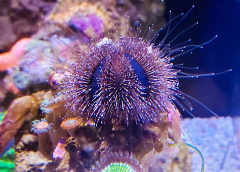 Tuxedo Urchin Algae Destroyer For Your Clean Up Crew