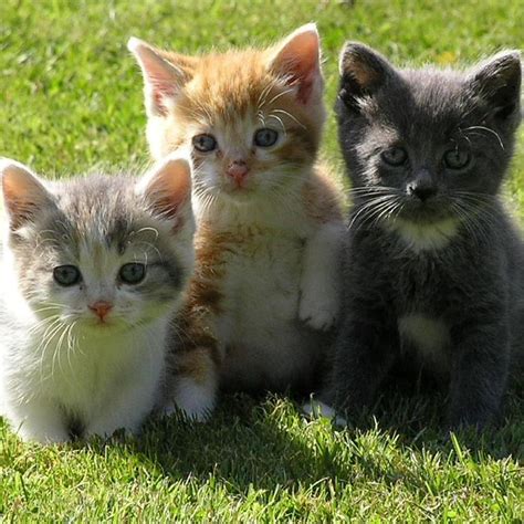 Persian kittens are elegant, sweet, and quiet. Sadaf's English => Site: 3 little kittens (Extra Credit)