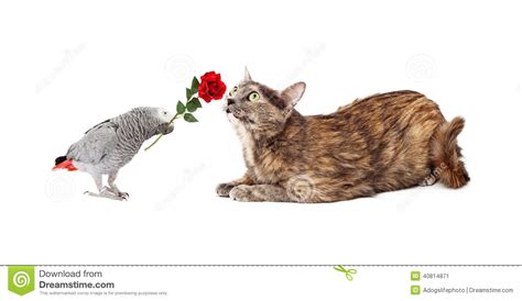 Bird Making Friends With Cat Stock Image Image Of Friendship Funny