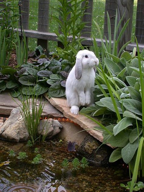 Bunnies In The Garden Gardening Stuff