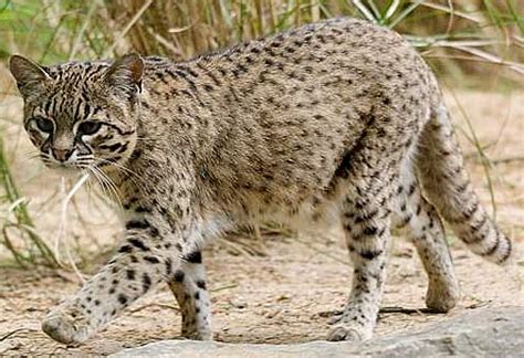 Amazon web services scalable cloud computing services. Geoffroy's Cat - Little Amazon Night Stalker | Animal ...