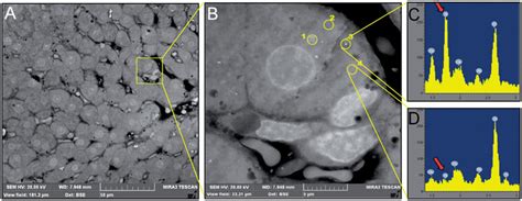 Representative Scanning Electron Microscopy Images Of The Liver