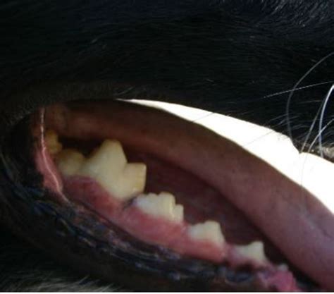 What Is A Dogs Carnassial Tooth Dog Discoveries