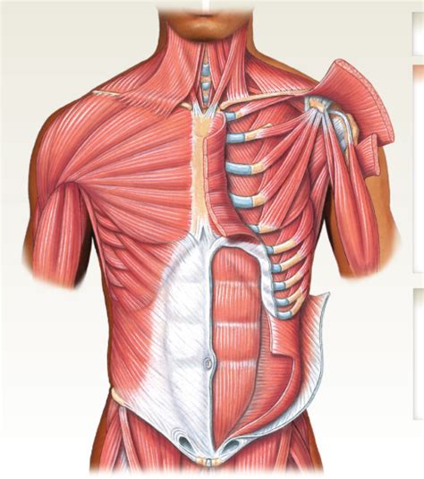 Chest And Stomach Muscles Diagram Quizlet