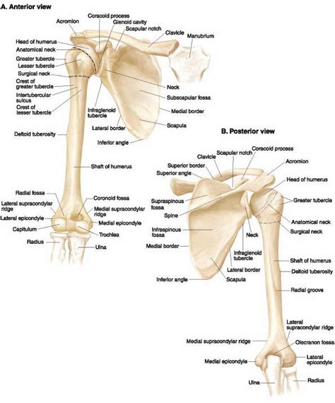 Diagram Of Shoulder And Arm Arteries Of The Upper Limb Arm