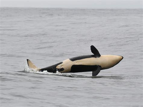 Latest Baby Orca Born To Southern Resident Killer Whales Is A Girl