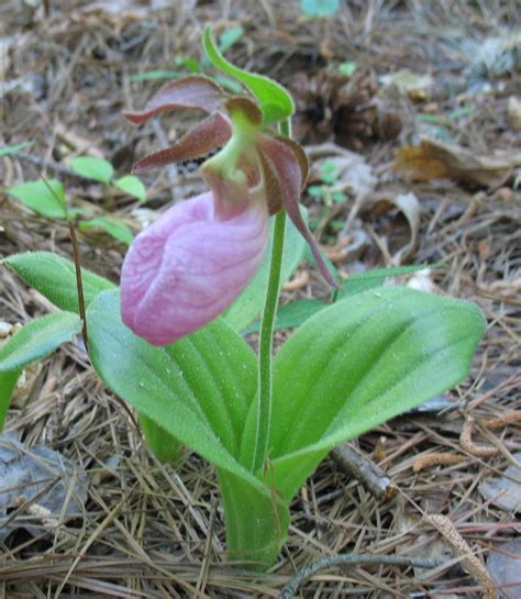 Flowers to plant now in georgia. Using Georgia Native Plants: That's Native?