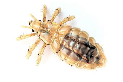 Louse Stock Photos Pictures And Royalty Free Images Istock