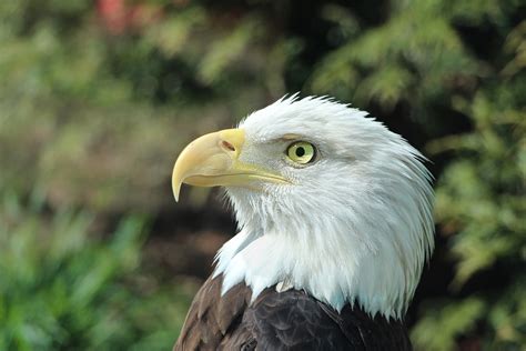 Bald Eagle Portrait 1 Free Stock Photo Public Domain Pictures