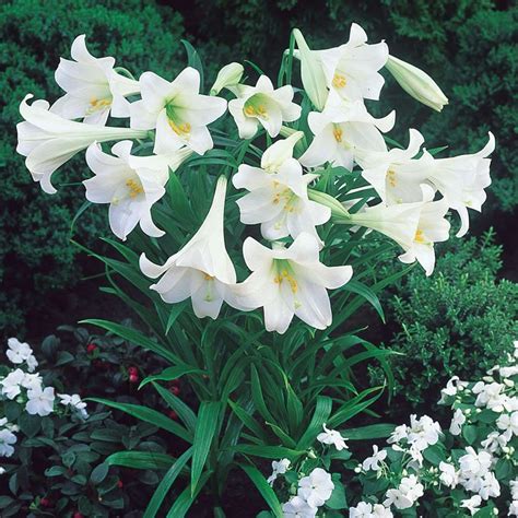 Lily White Heaven J Parker Dutch Bulbs White Heaven Day Lilies