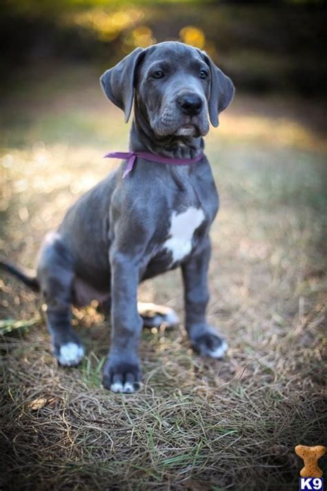 Find local great dane puppies for sale and dogs for adoption near you. Some day a lovely blue dane will join the Harper home by ...