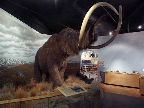 Prehistoric Mammals Woolly Mammoth Zoochat