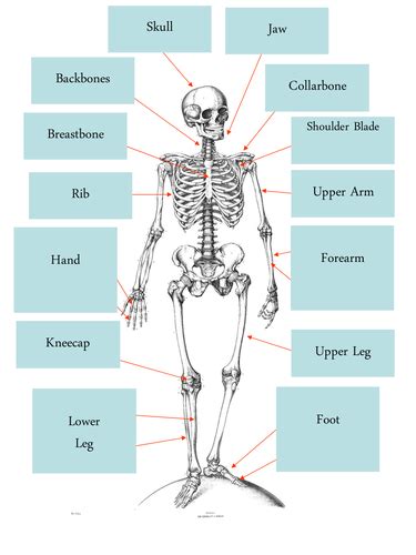 Human Bones Common And Scientific Names Teaching Resources