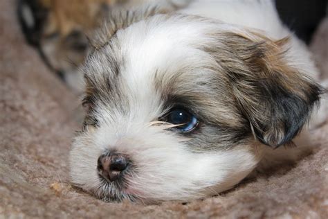 15 Cutest Puppies That Will Melt Your Heart
