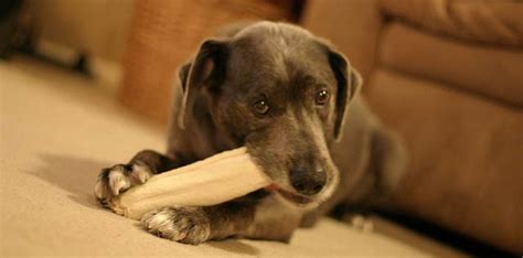 ¿son Buenos Los Huesos De Cuero Para Perros Cuidando Mascotas