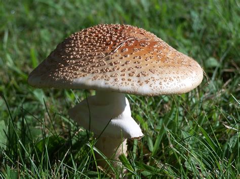 Mushroom Free Stock Photo Public Domain Pictures