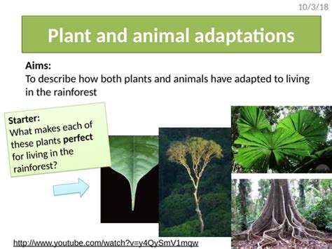 Rainforest Plant And Animal Adaptations Aqa The Living World Teaching