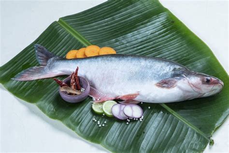 Pangasius Pangas Catfish Fresh Water Fish Stock Image Image Of