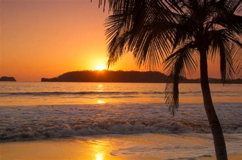 Sunset By Palm Tree On Beach Stock Photo Download Image Now Istock
